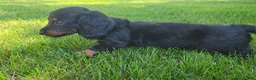 Miniature Dachshund dogs for sale: Vander - Ad 22