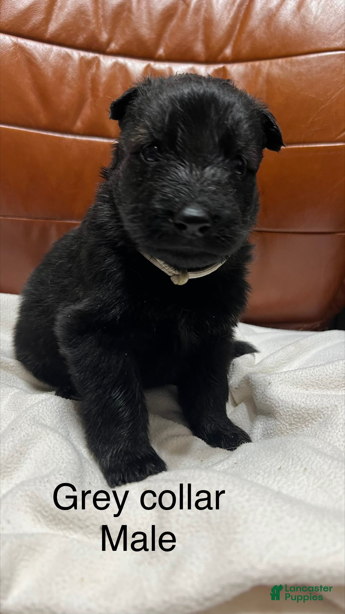 German Shepherd dogs German Shepherd Puppy 6 - Ad 20