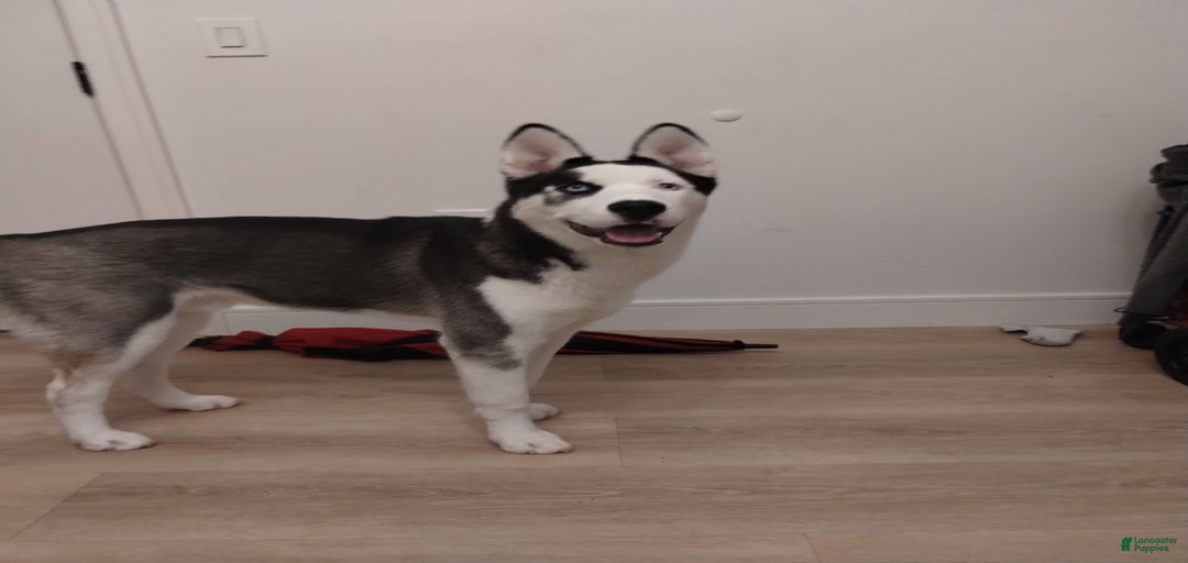 Gallery Image {{count}}