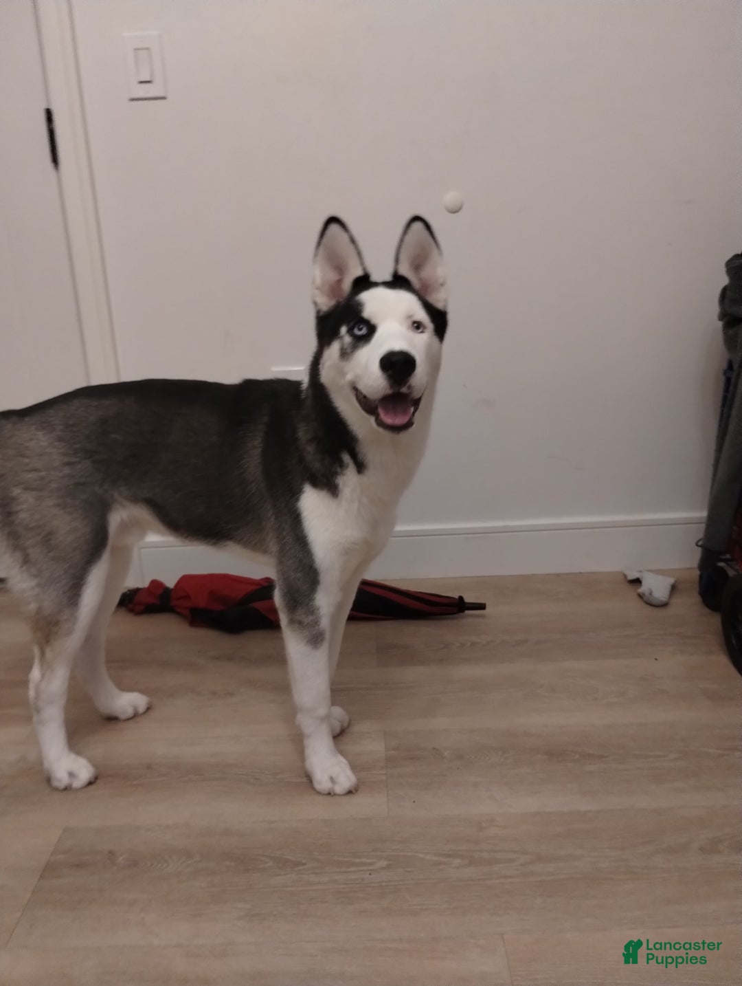 Gallery Image {{count}}