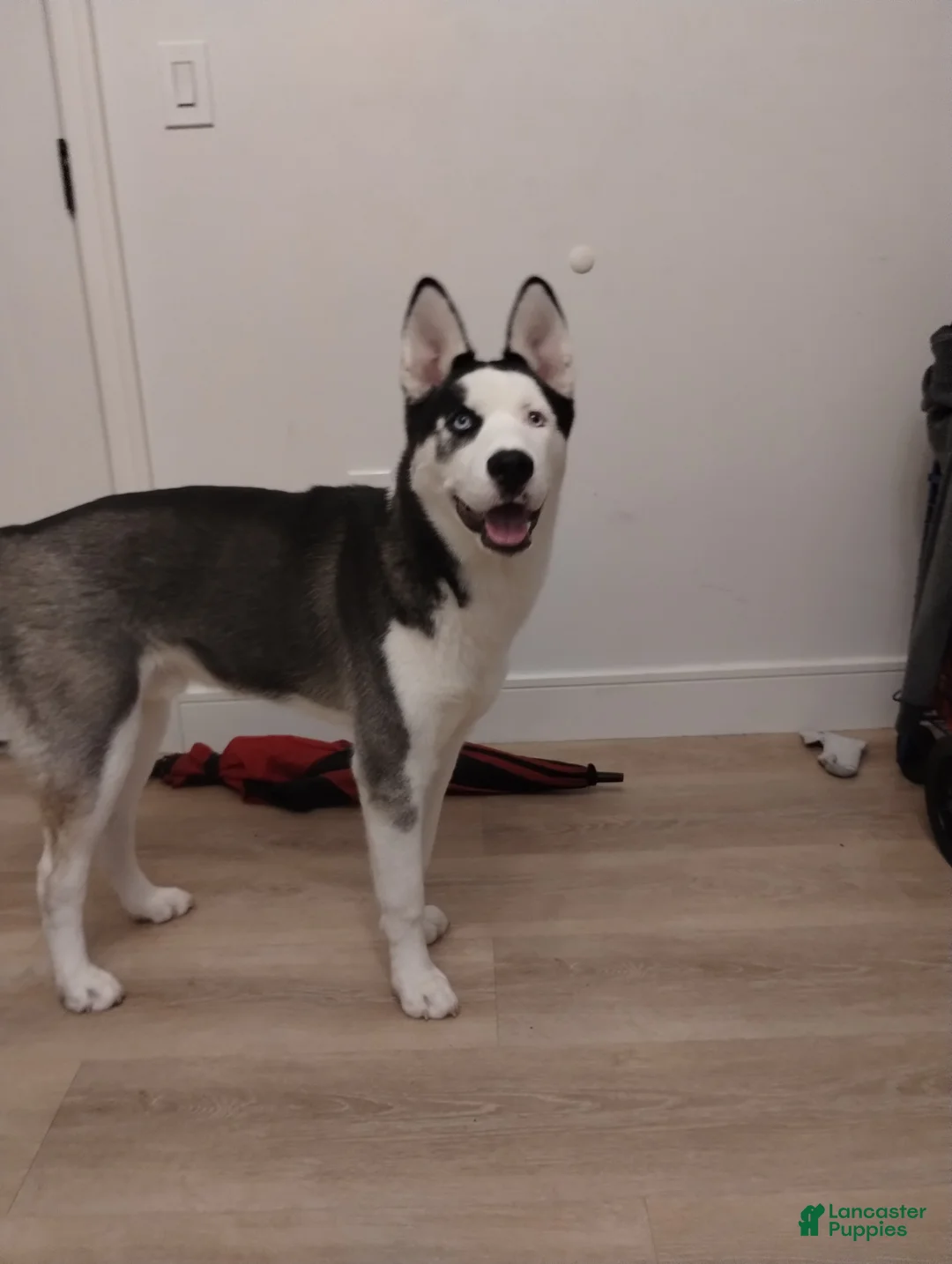 Gallery Image {{count}}