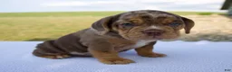 Beabull dogs for sale: Sadie - Ad 4