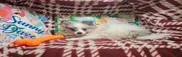 Pomeranian dogs for sale: Izza the Lovely  - Ad 5