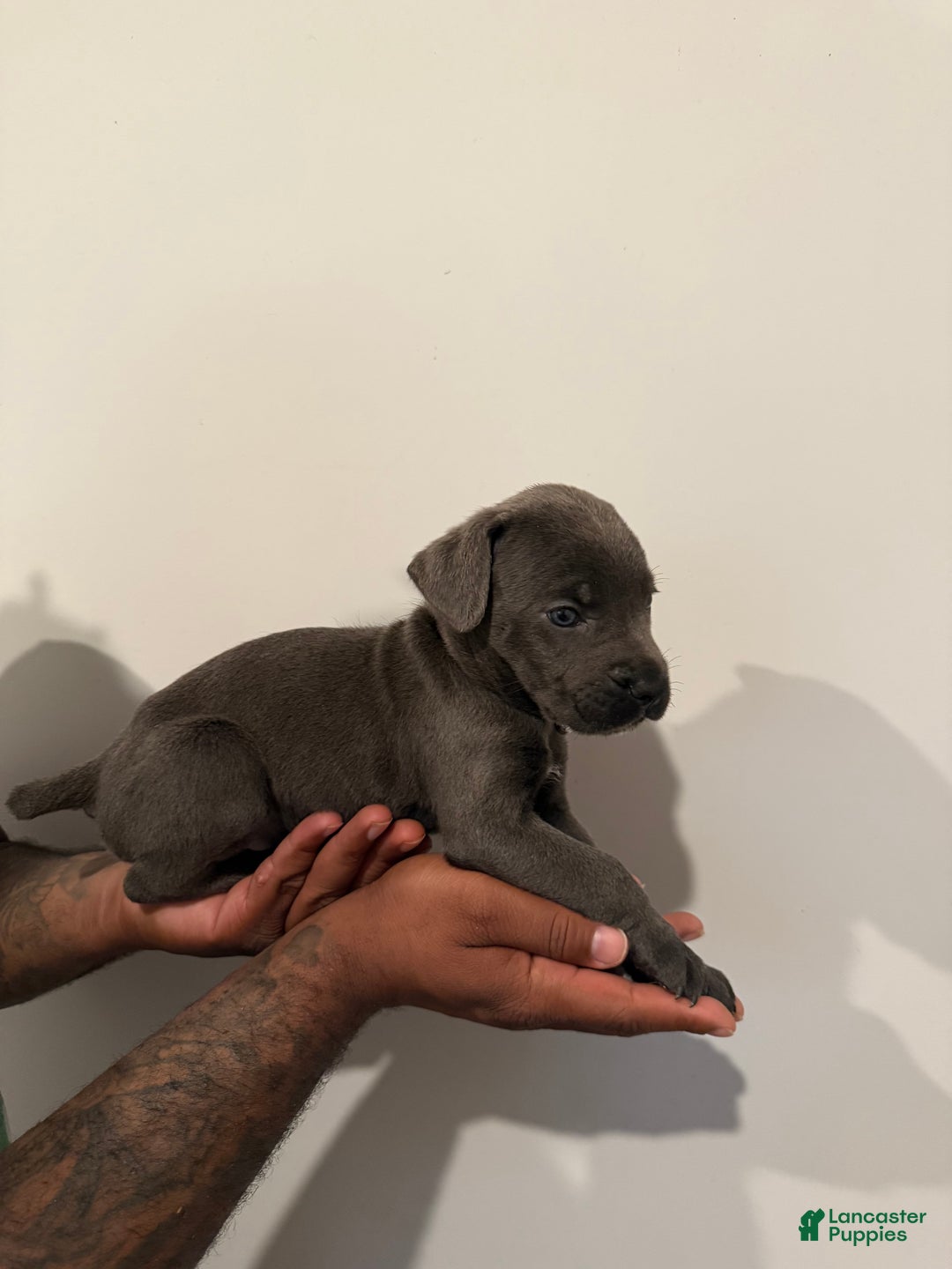 Cane Corso dogs for sale: Bella - Ad 3