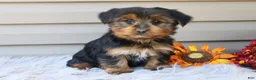 Yorkshire Terrier dogs for sale: Master - Ad 5
