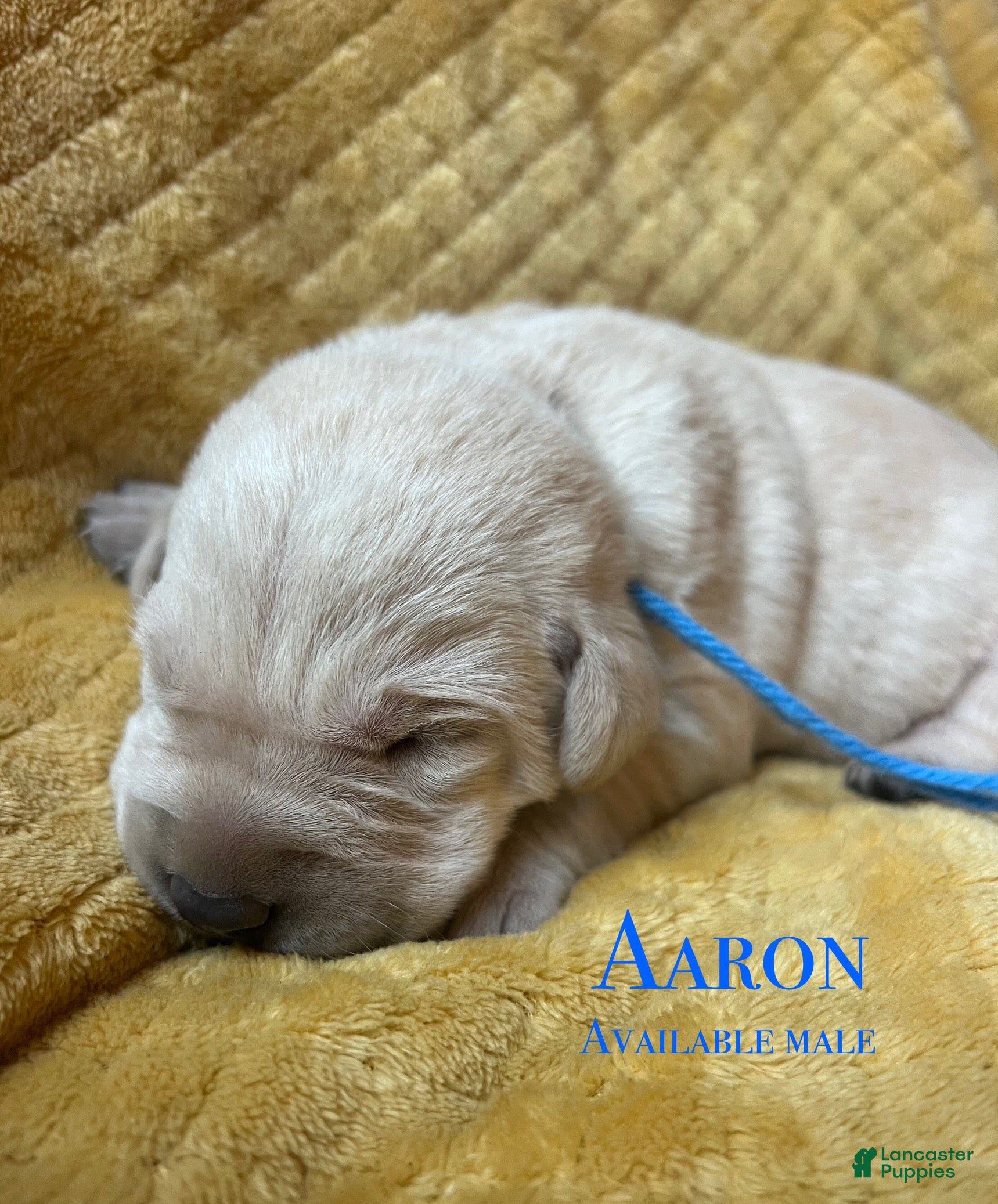 Labrador Retriever dogs Aaron - Ad 2