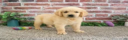 Golden Retriever dogs for sale: Giana - Ad 4