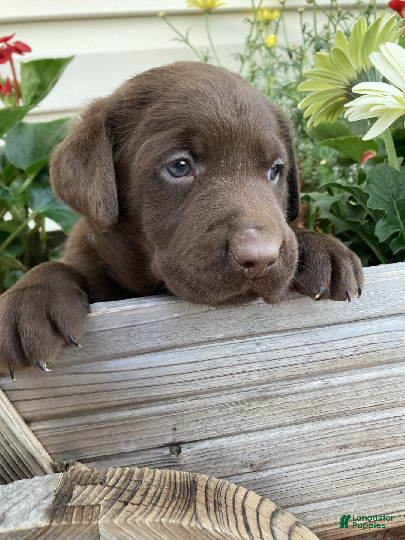 Labrador Retriever dogs for sale: Buster - Ad 3