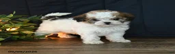 Mixed Breed dogs for sale: Marble - Ad 3