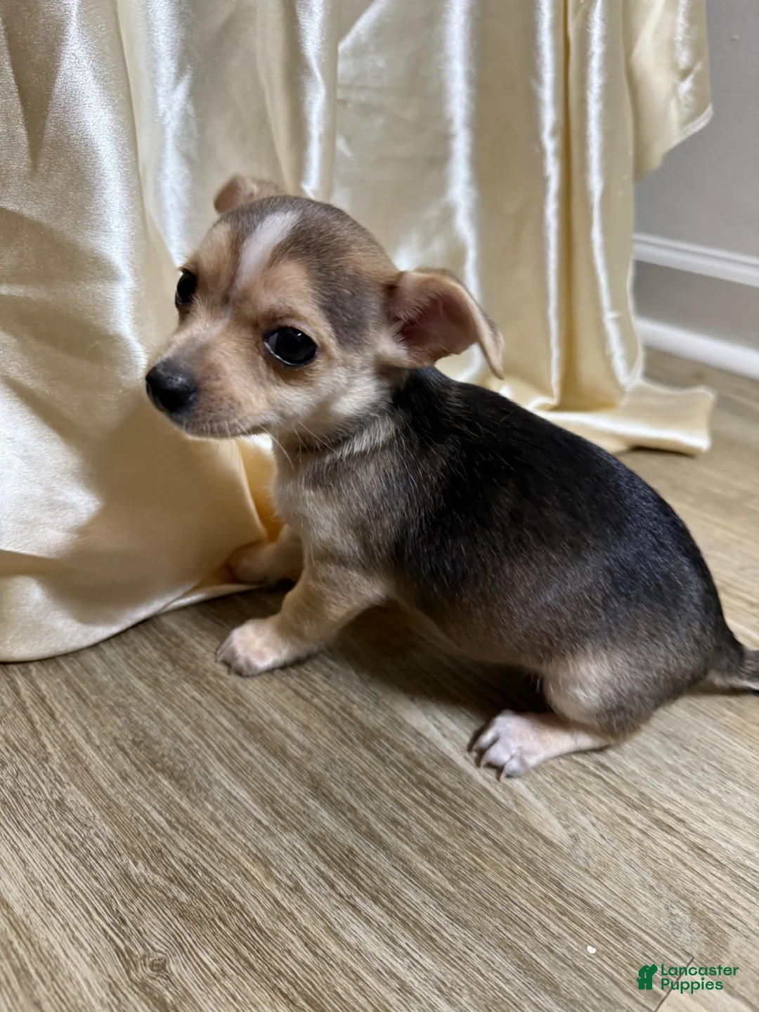 Chihuahua dogs for sale: Nova - Ad 1