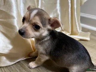 Chihuahua dogs for sale: Nova - Ad 2