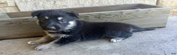 German Shepherd dogs for sale: MJ - Ad 6