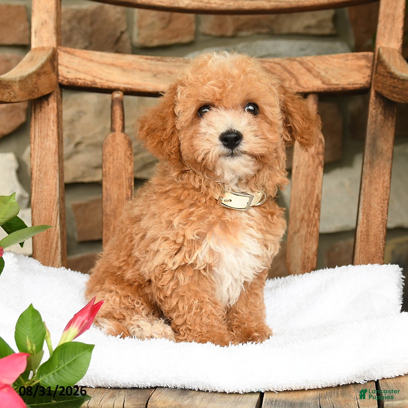 Bichpoo dogs Jerry - Ad 1