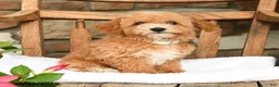 Bichpoo dogs for sale: Jerry - Ad 1