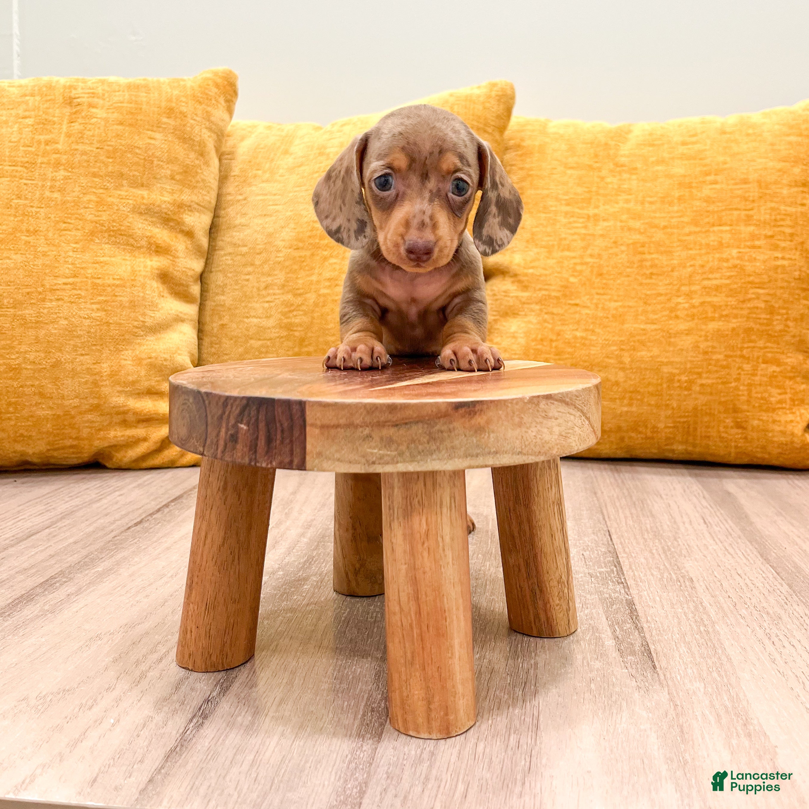 Miniature Dachshund dogs Misty - Ad 2