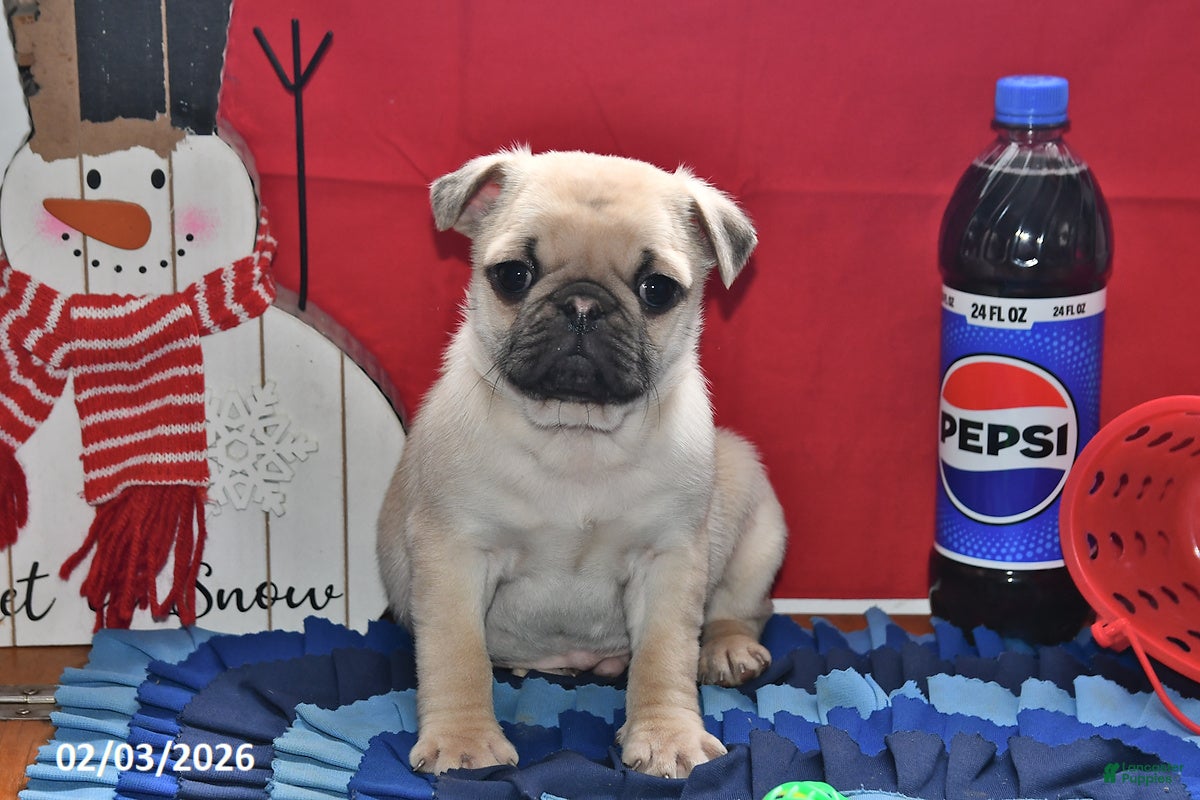 Pug dogs Billy - Ad 8