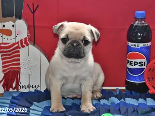 Pug dogs Billy - Ad 8