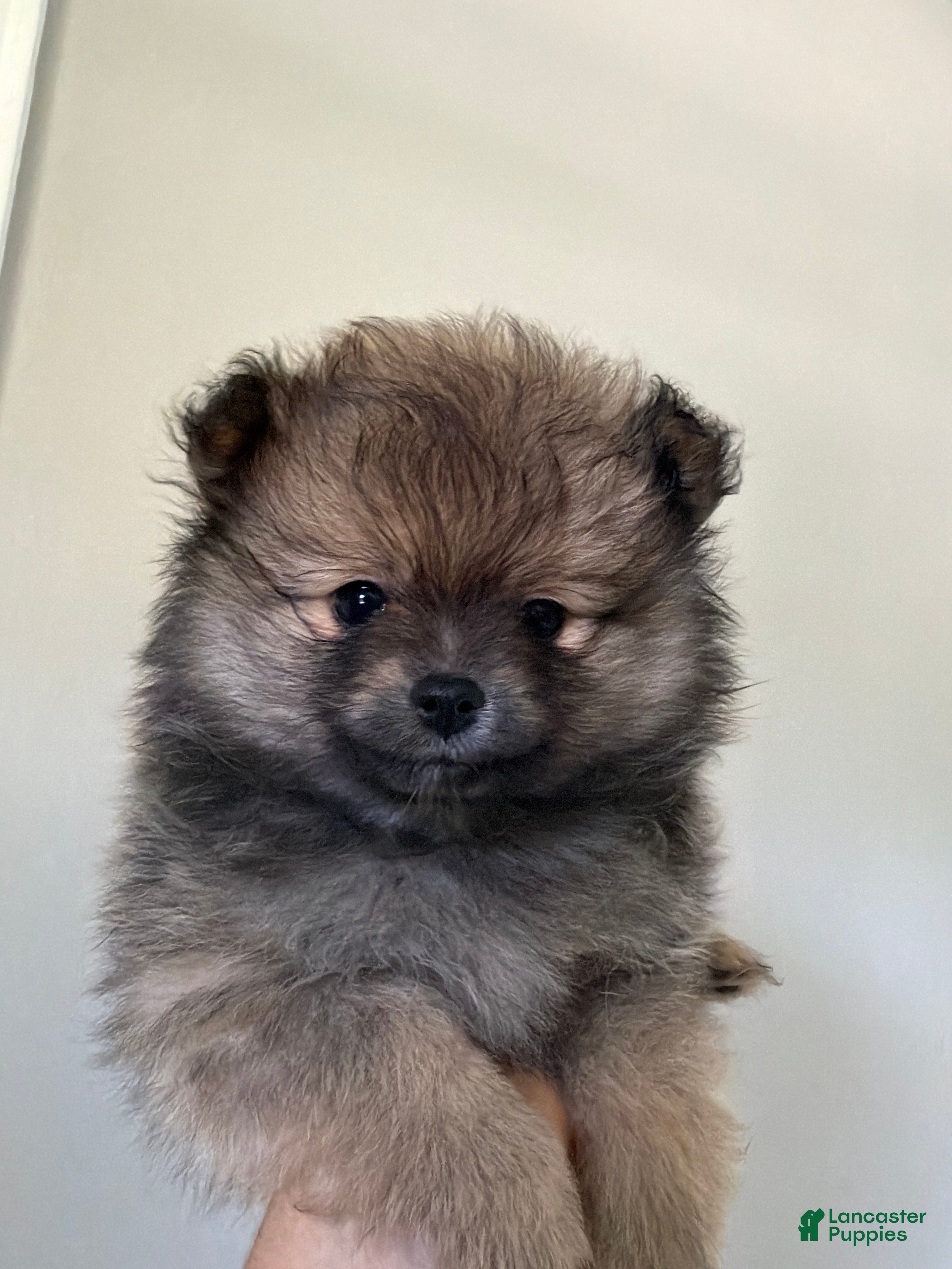 Pomeranian dogs for sale: Pomeranian Puppy 3 - Ad 1