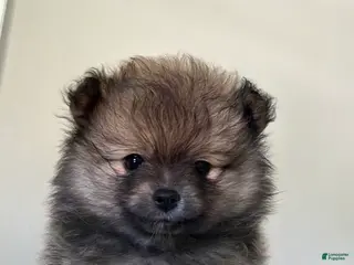 Pomeranian dogs for sale: Pomeranian Puppy 3 - Ad 1