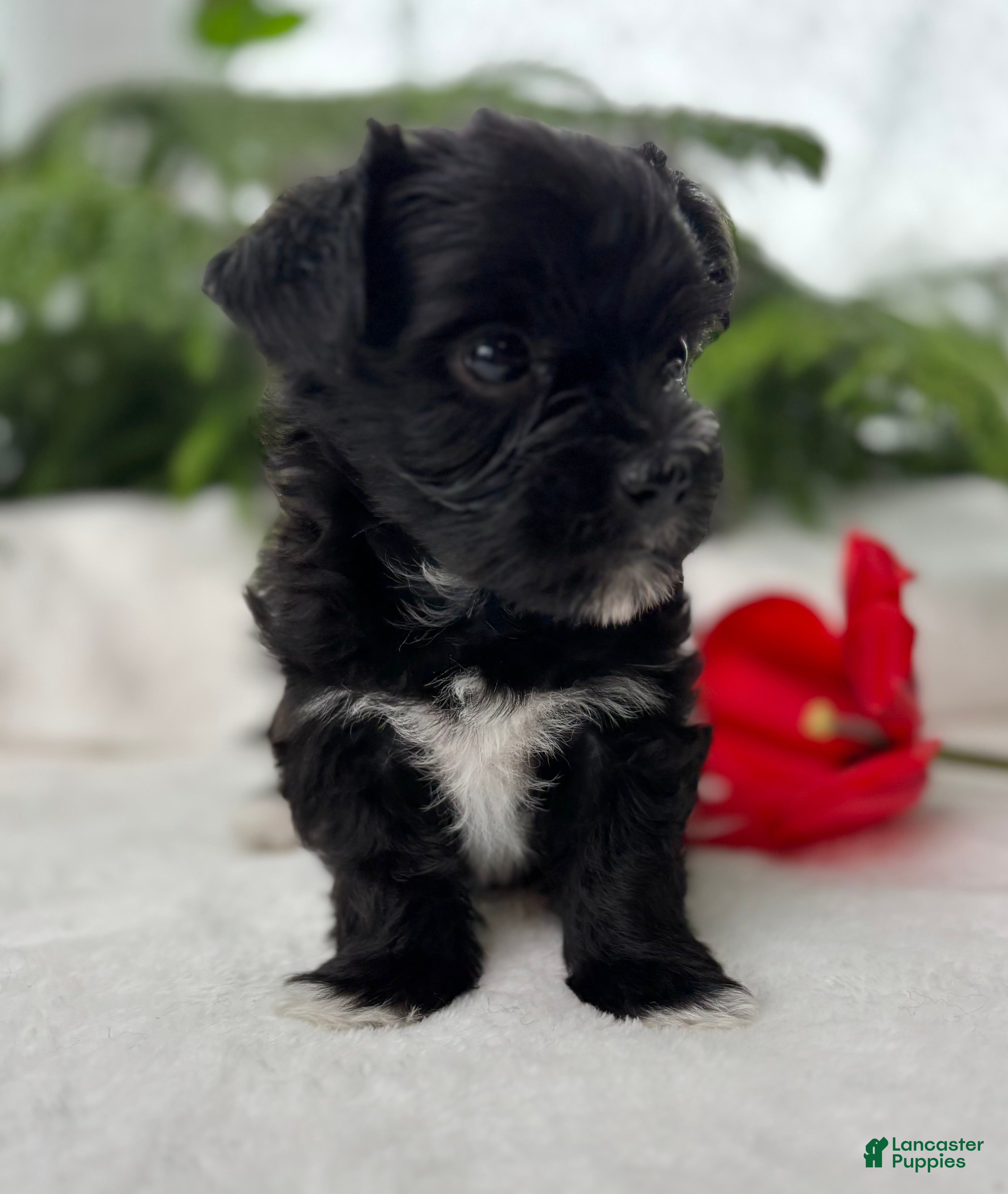 Morkie dogs Miss Janie  - Ad 2