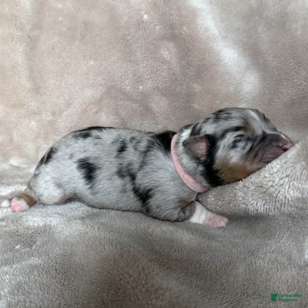 Australian Shepherd dogs for sale: Petal - Ad 3