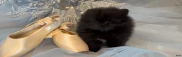 Pomeranian dogs for sale: Pomeranian 2 - Ad 11