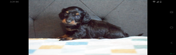 Miniature Dachshund dogs for sale: Miniature Dachshund Puppy 2 - Ad 3