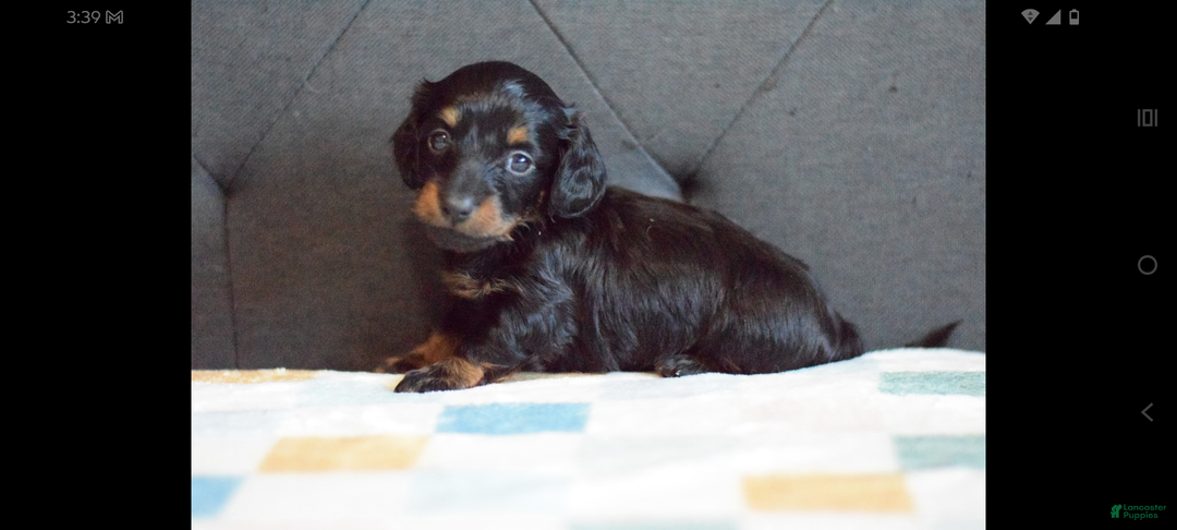 Miniature Dachshund dogs for sale: Miniature Dachshund Puppy 2 - Ad 3