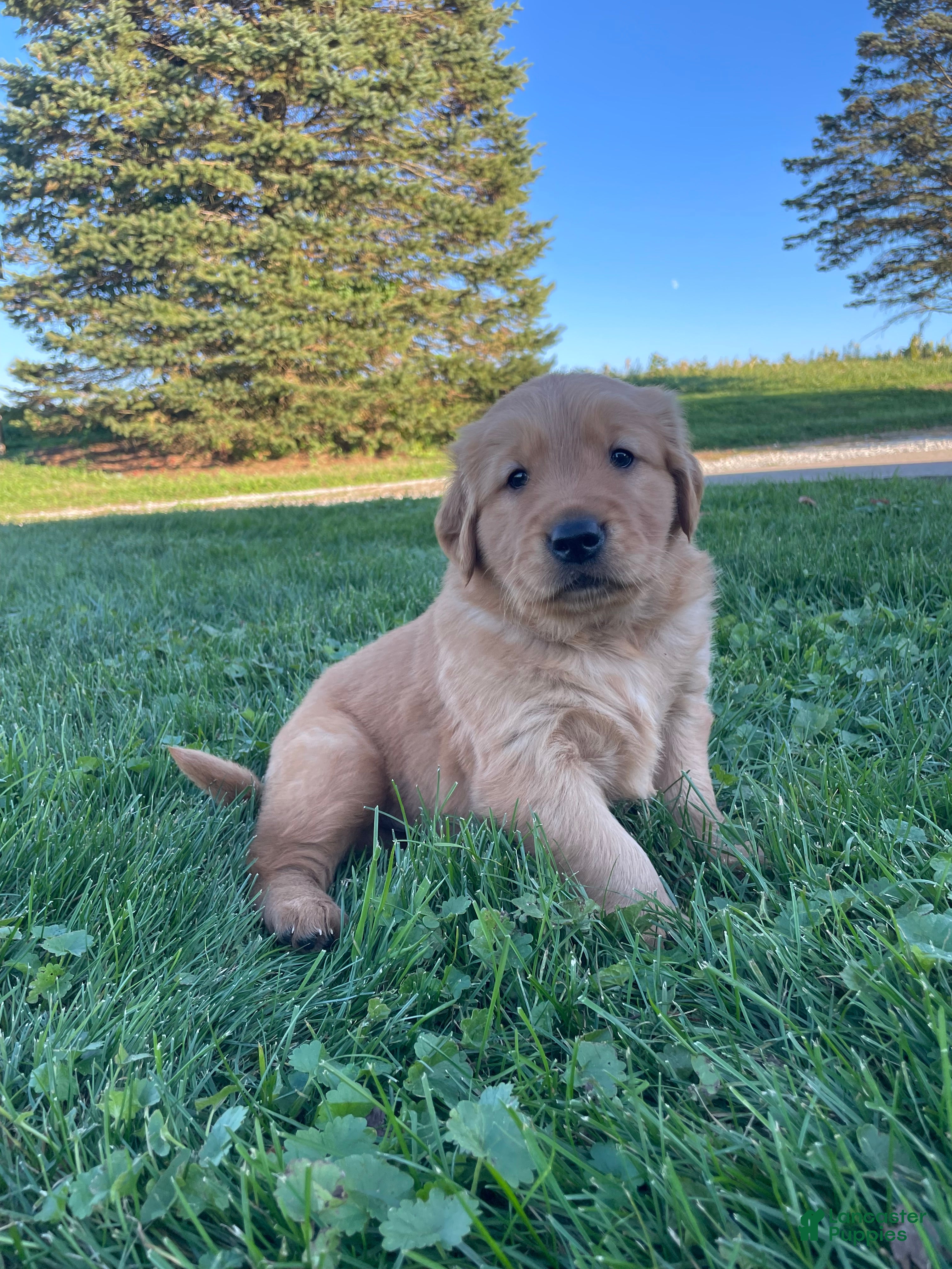 Golden Retriever dogs for sale: Buddy - Ad 2