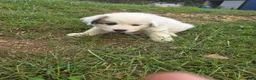 Great Pyrenees dogs for sale: Lily  - Ad 14