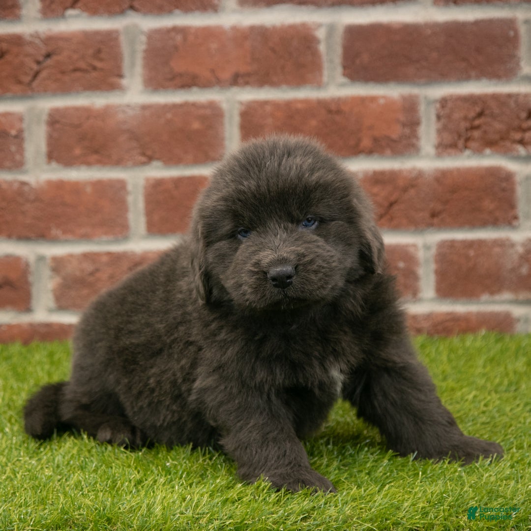 Newfoundland dogs for sale: Harry - Ad 4