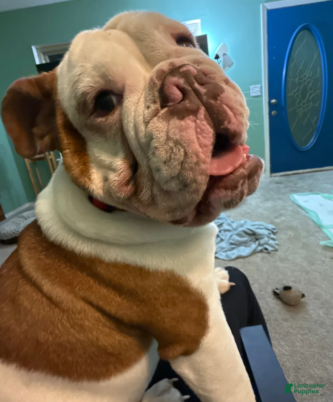 English Bulldog dogs for sale: Otis - Ad 6