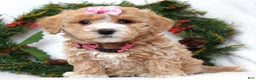 Maltipoo dogs for sale: Lyla - Ad 2