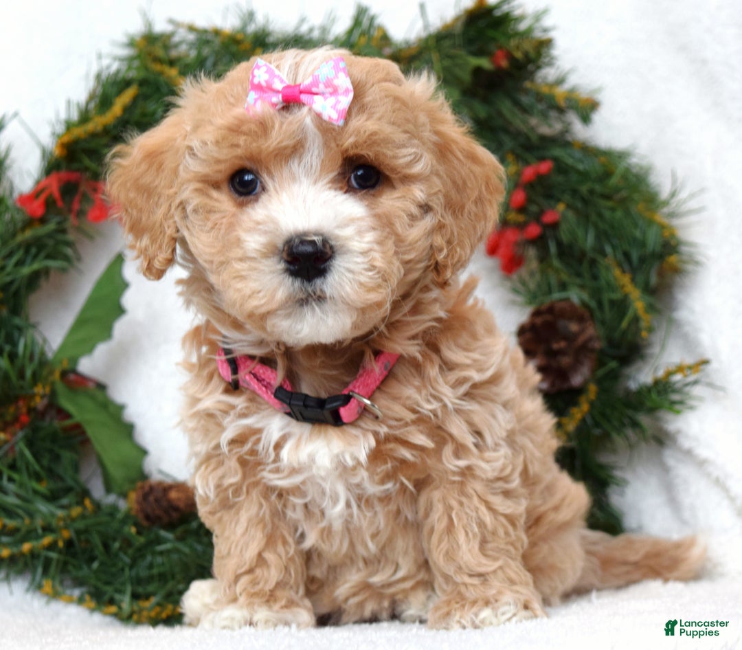 Maltipoo dogs for sale: Lyla - Ad 2