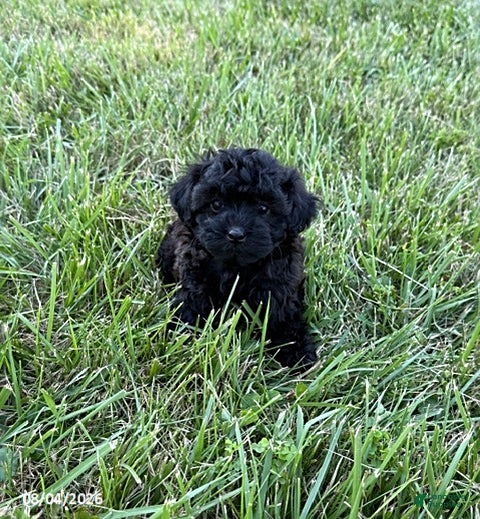 Mixed Breed dogs Kelcey - Ad 1