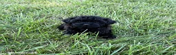 Mixed Breed dogs for sale: Kelcey - Ad 1