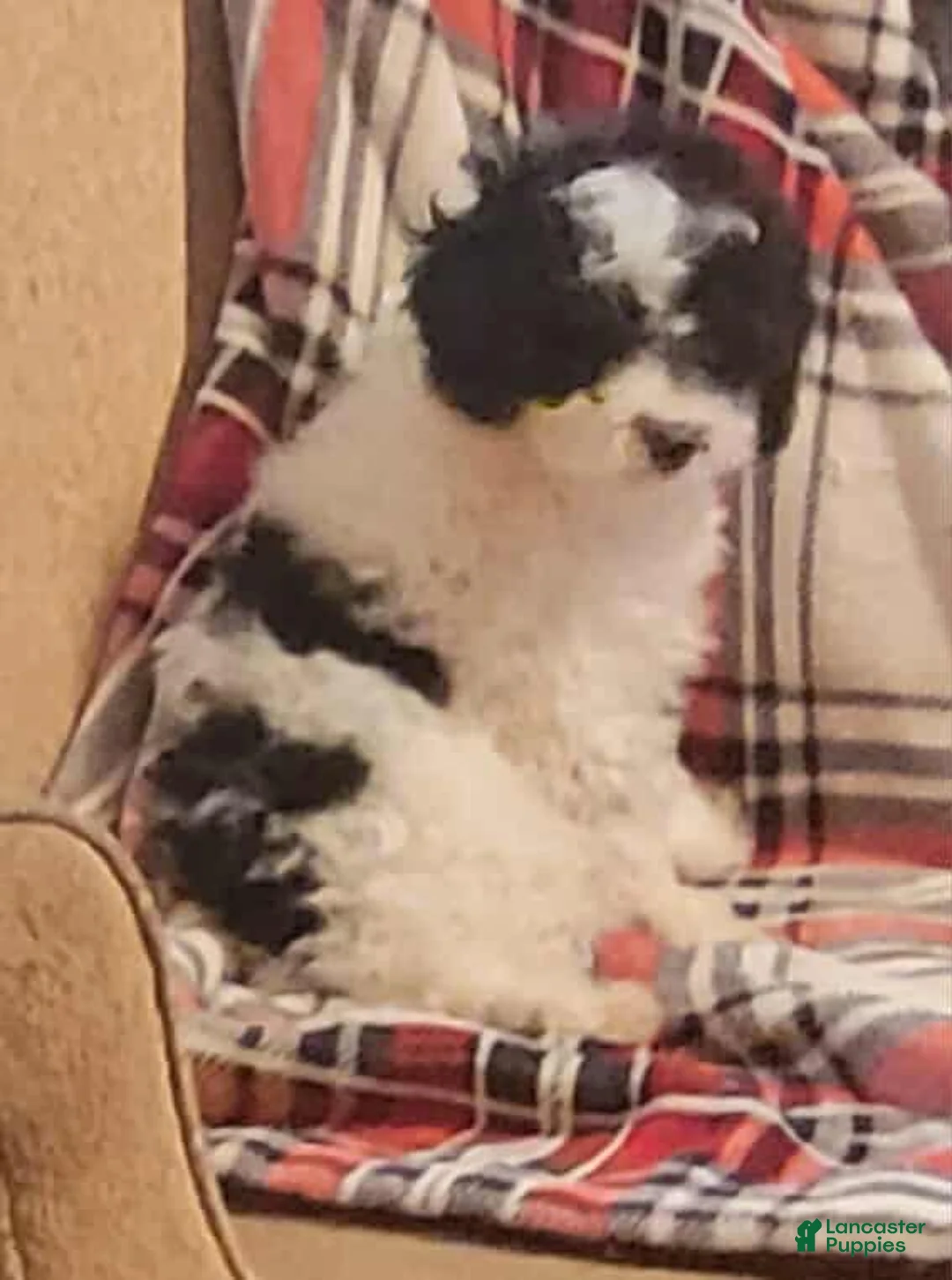 Miniature Poodle dogs for sale: Cirrus  - Ad 2