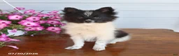 Pomeranian dogs for sale: Mark - Ad 4