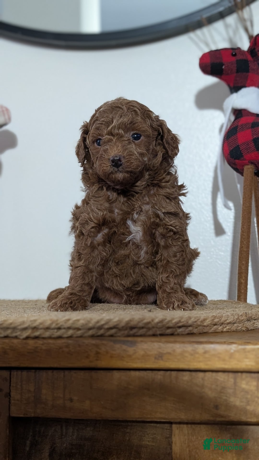 Miniature Poodle dogs for sale: Max - Ad 9