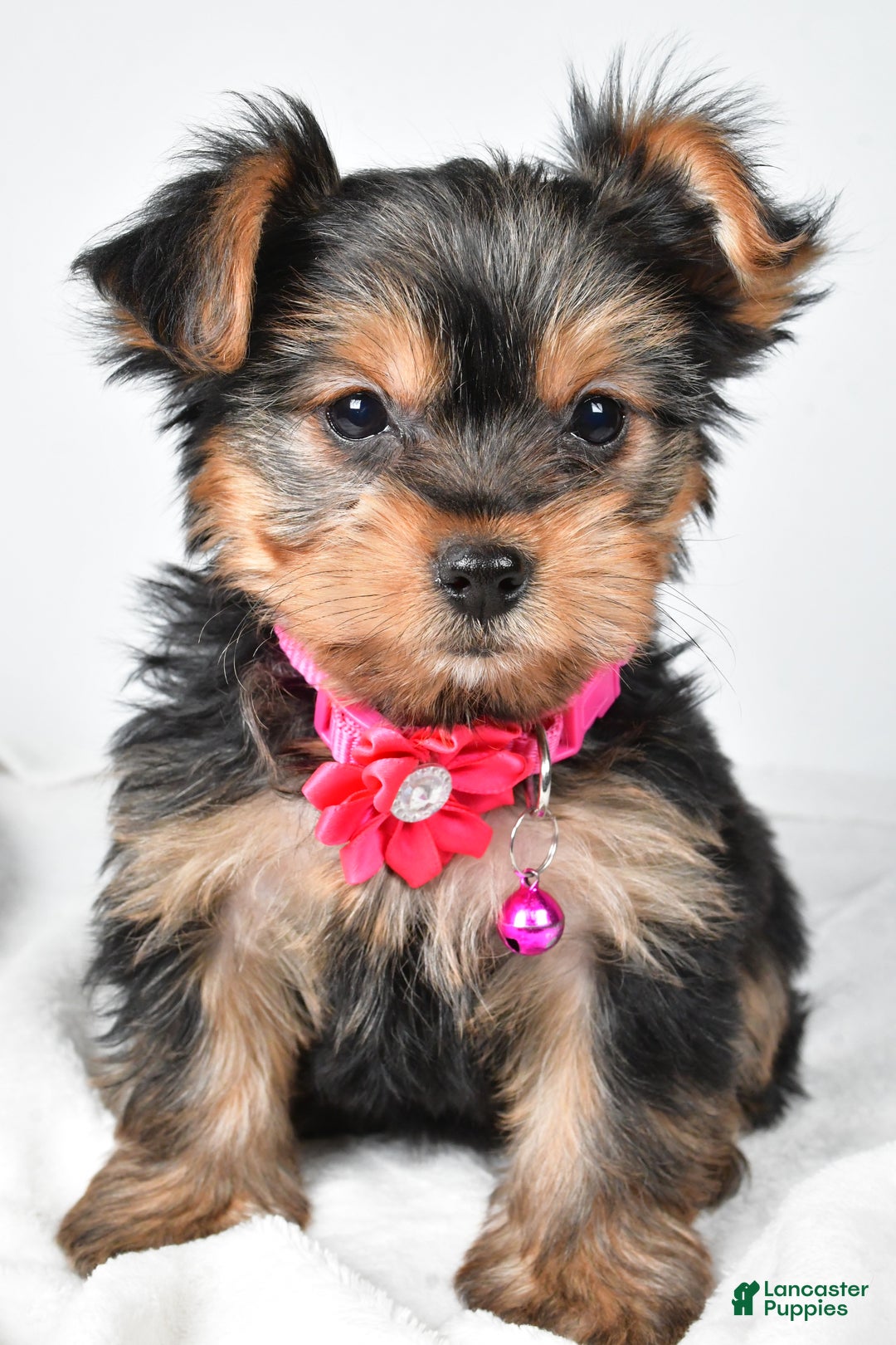 Yorkshire Terrier dogs for sale: Avery teacup - Ad 9
