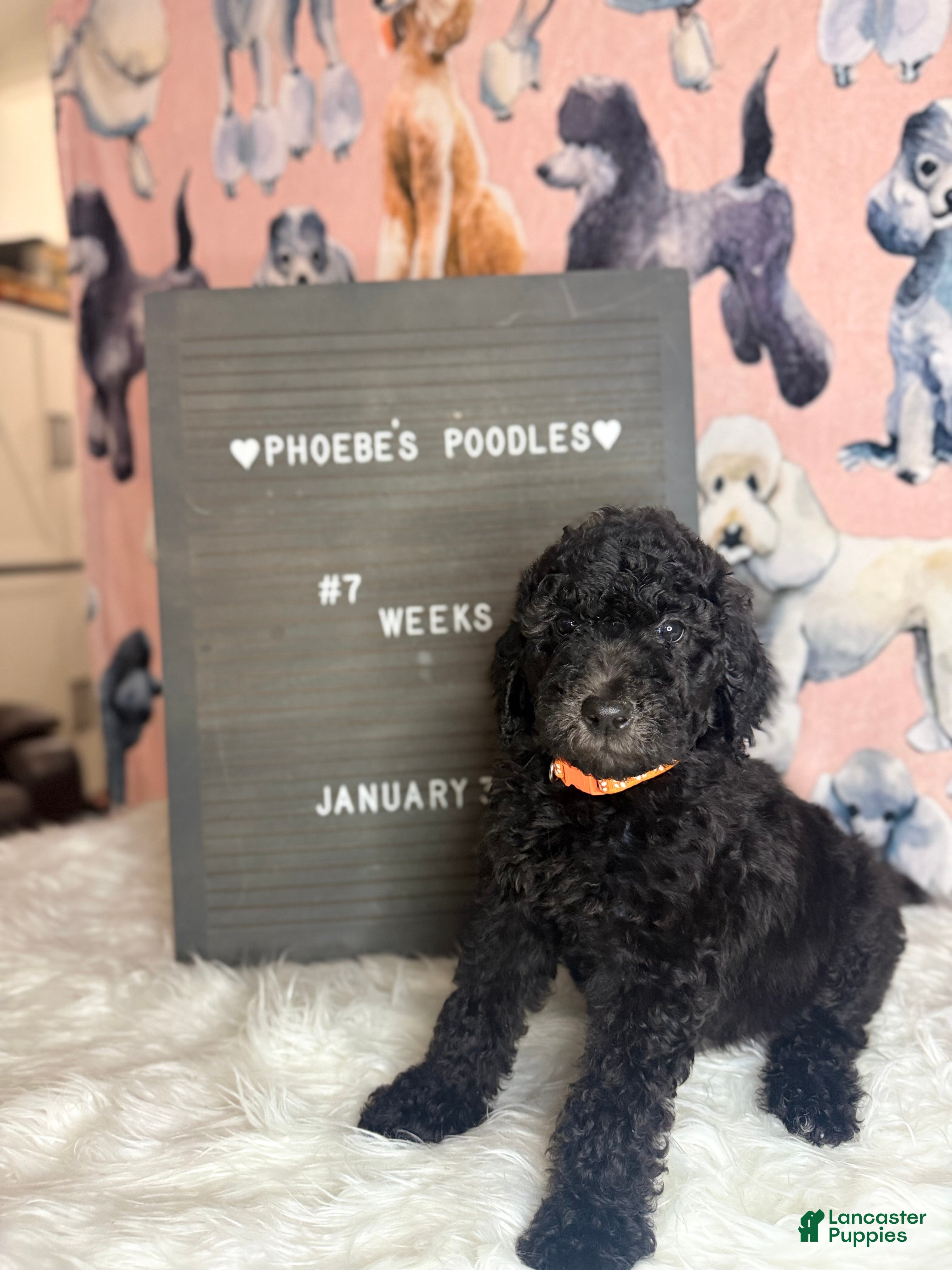 Standard Poodle dogs Standard Poodle Puppy 4 - Ad 2