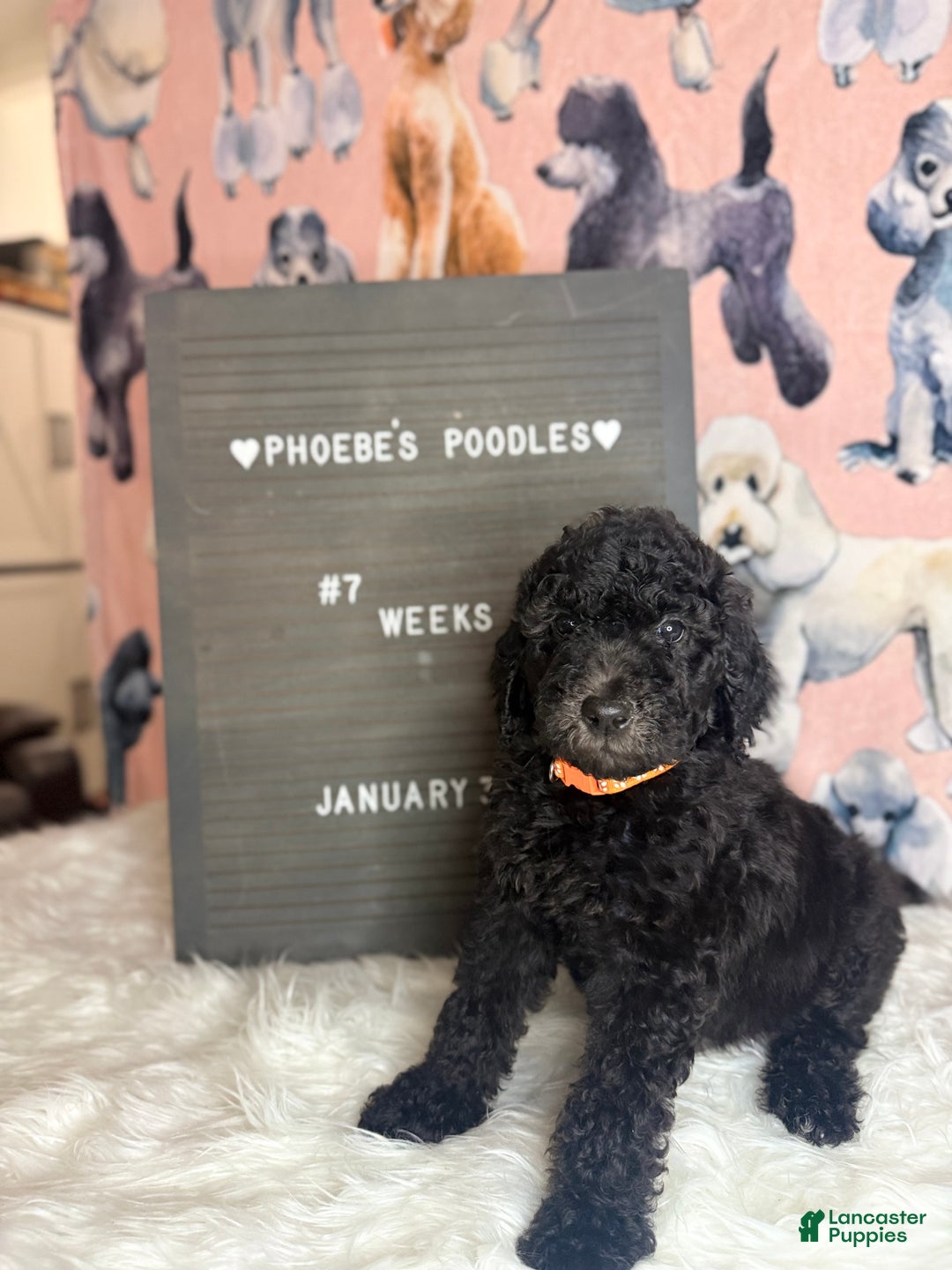 Standard Poodle dogs for sale: Standard Poodle Puppy 4 - Ad 1