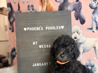 Standard Poodle dogs Standard Poodle Puppy 4 - Ad 16