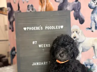 Standard Poodle dogs Standard Poodle Puppy 4 - Ad 12