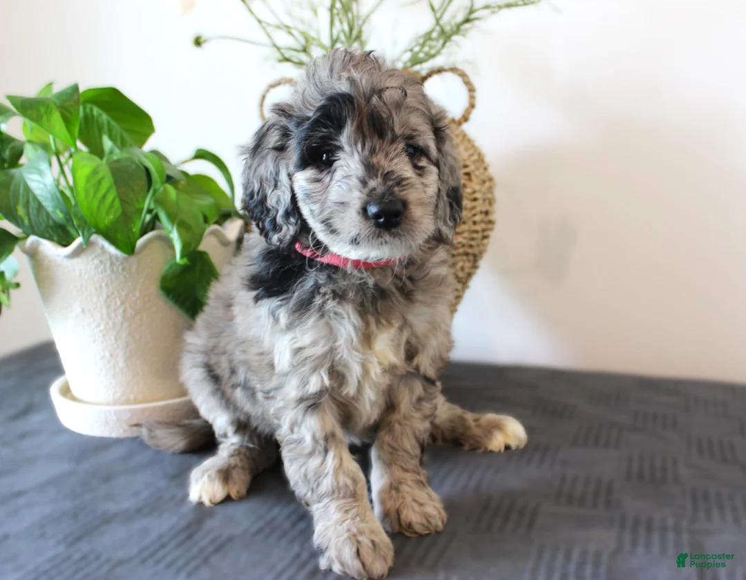 Mini Goldendoodle dogs for sale: Gracie - Ad 1