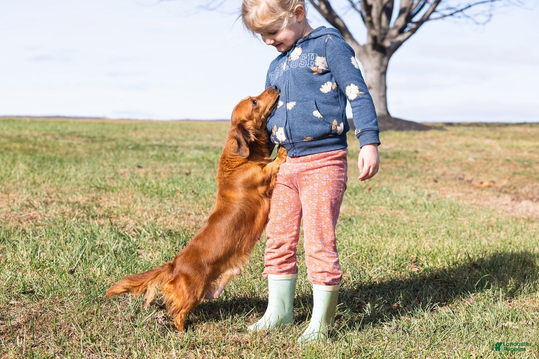 Dachshund dogs for sale: Dash - CHRISTMAS PUPPY! - Ad 14