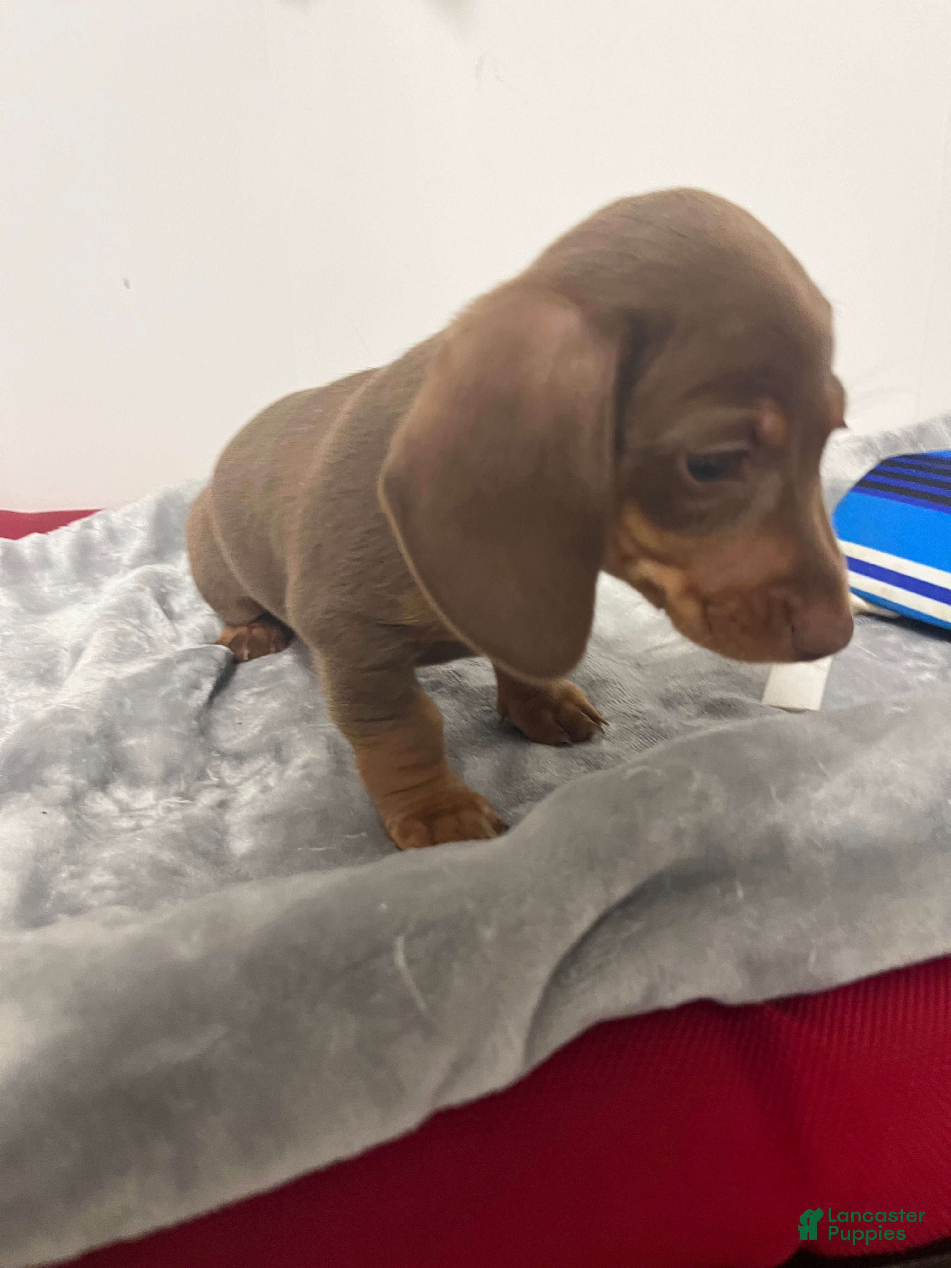 Miniature Dachshund dogs Giselle  - Ad 1