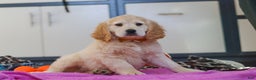 Miniature Golden Retriever dogs for sale: Kirby - Ad 3
