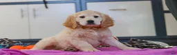 Miniature Golden Retriever dogs for sale: Kirby - Ad 3