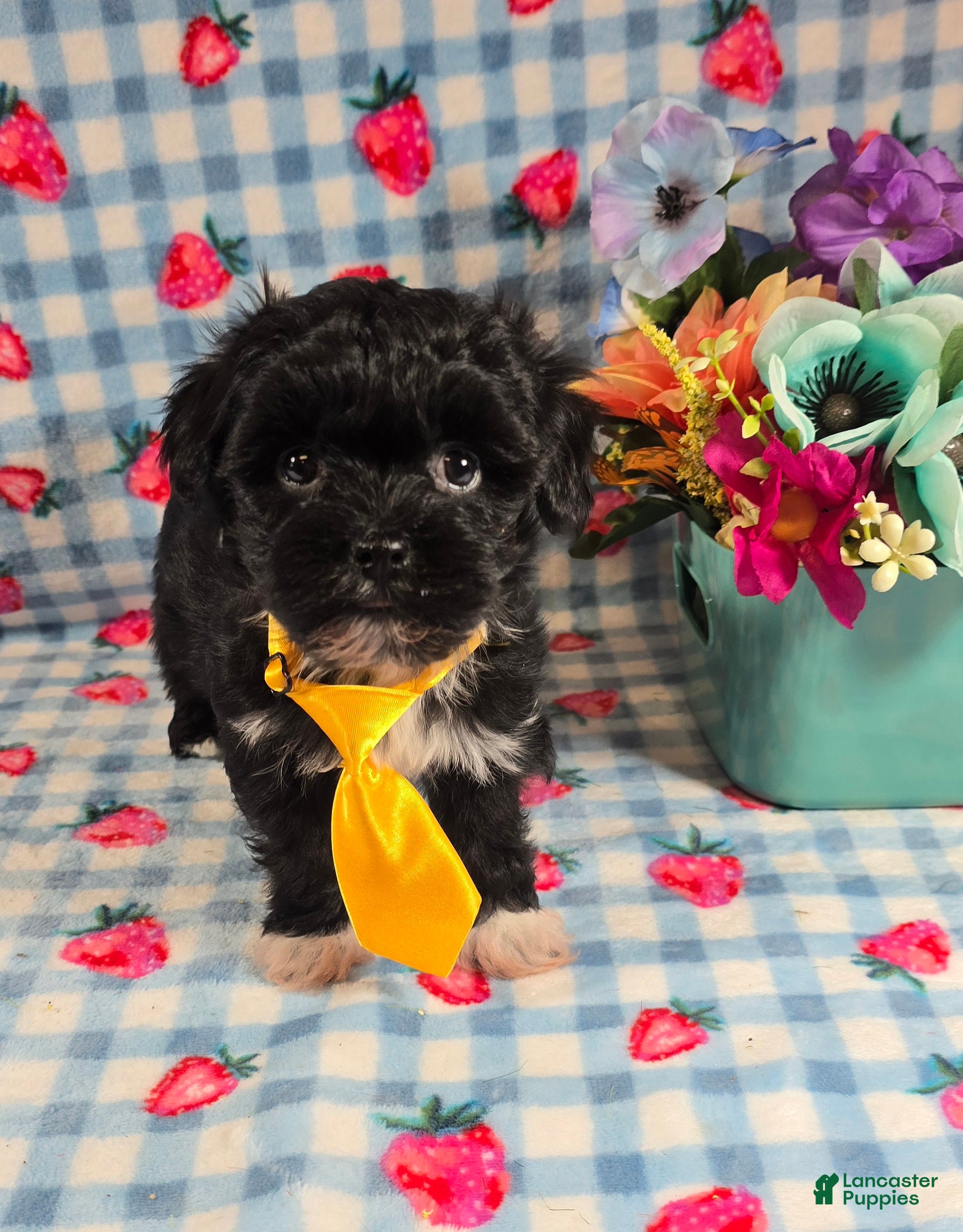Mixed Breed dogs Shade - Ad 2